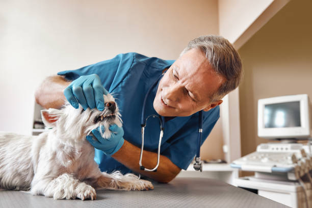 Best Pediatric Emergency Dentist in Liberty Lake, WA